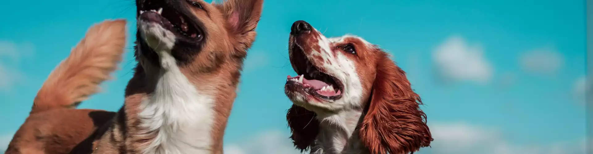 Notre lien avec les animaux