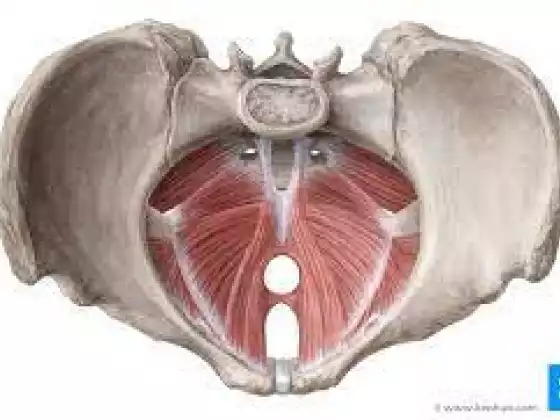 Pelvic Floor Fitness