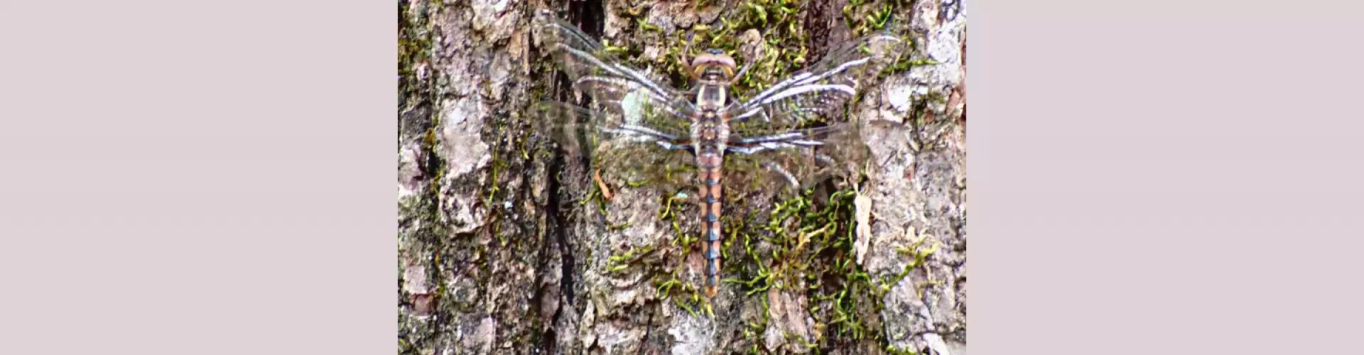 Shamanism 101- Recharging with a Mini-Shamanic Journey - Online Class by Dwight Harriman