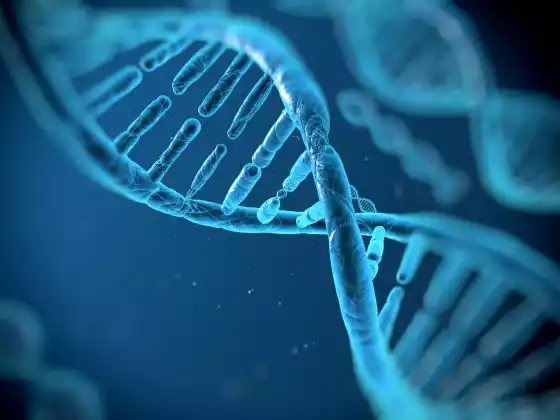 发现 DNA*
