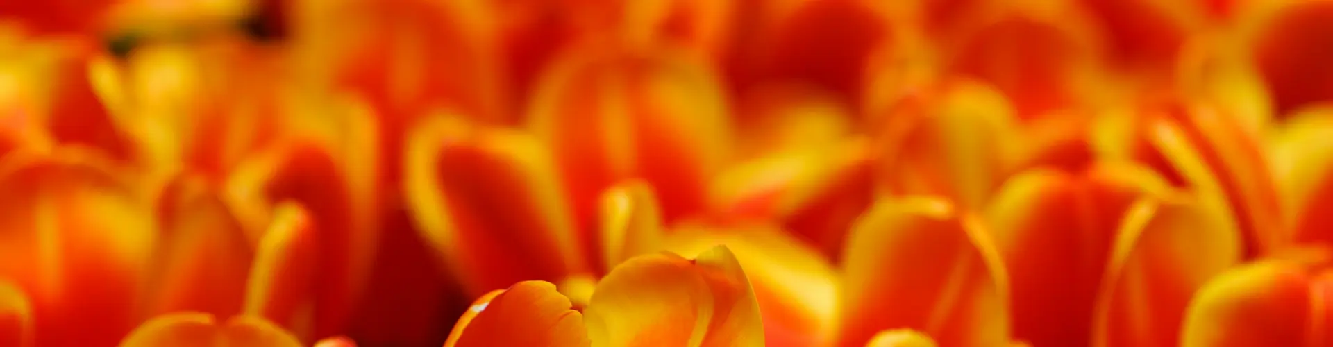 Remote Healing para sa Root, Sacral, Solar Plexus Chakra Detoxing Support - Online Class by Jamie Butler